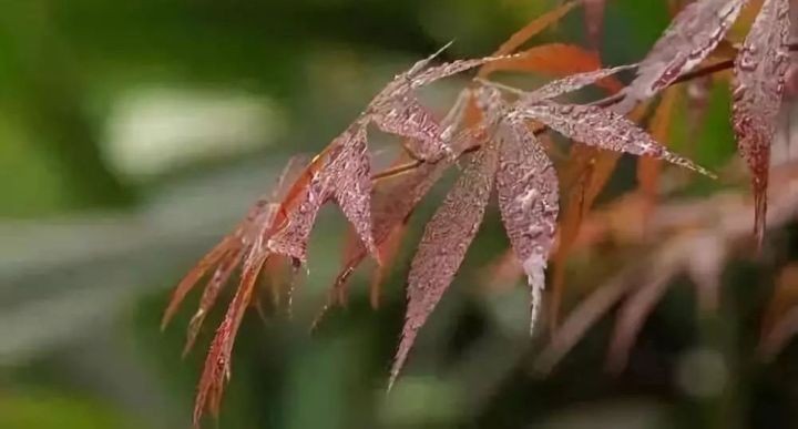 油煙凈化器，油煙凈化設備，油煙凈化機